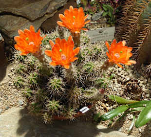 Botanischer Garten München