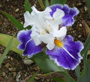 Botanischer Garten München