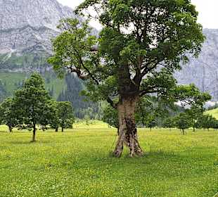 Naturschutzgebiet Großer Ahornboden