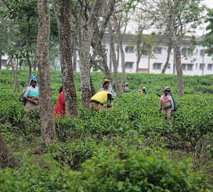 Teeplantage von Sukna