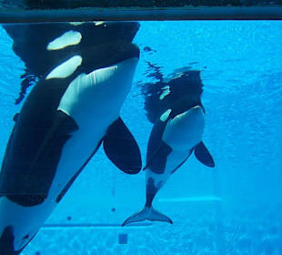 Seaworld San Diego