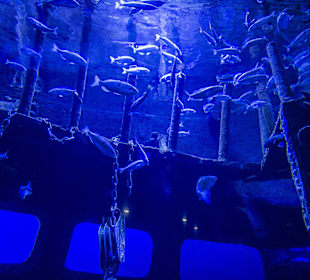 Aquarium