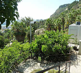 Große Kakteensammlung