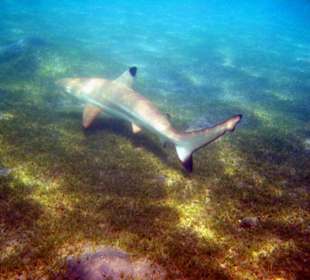 Schwarzspitzenriffhai