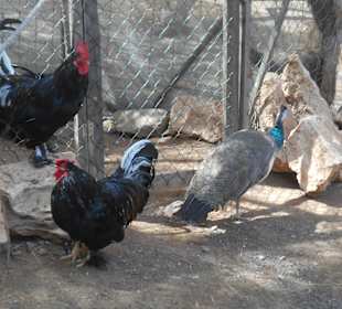 Botanischer Garten Viveiro