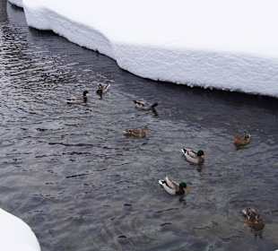 Enten im See - Anatre nel lago