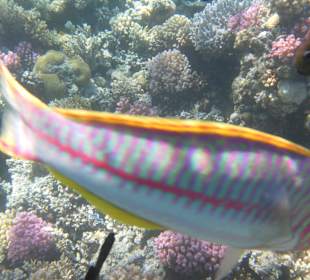 Рыбы Макади