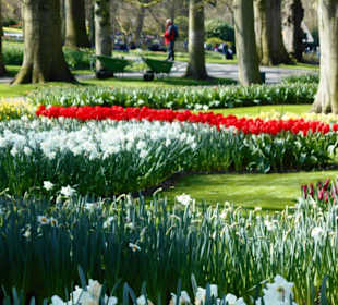 Blumenpracht im Keukenhof
