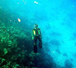 Delphin Mogli beim Riff