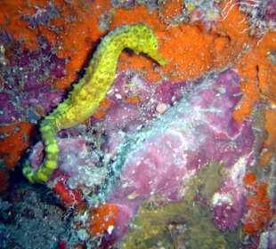 Seepferdchen in der Höhle