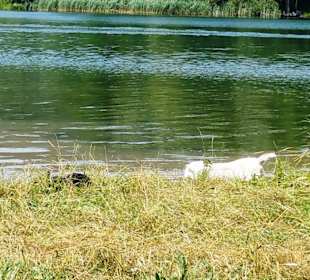 Der kleine Brombach für Hunde