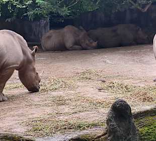 Singapur Zoo