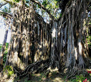 Luftwurzeln