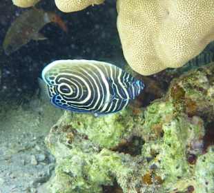 Imperatorkaiserfisch-Jungform am Carnelia Beach Resort