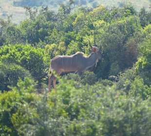 Ein Kudu