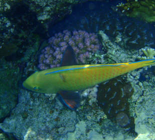 Šnorchlování na domovském útesu