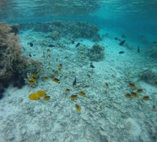 Dämmerung am Hausriff