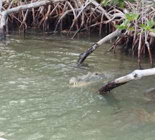 Krokodil Rio Lagartos 
