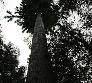 Geheimnisvoller Baum