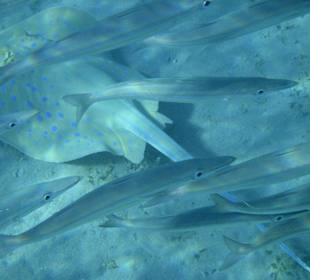 Blaupunktrochen am Hausriff Hotel Sol Y Mar Dar El Medina