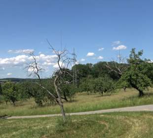 Eduard Lucas Musterobstgarten Mähringen