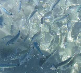 Goldstrieme und Geißbrassen2