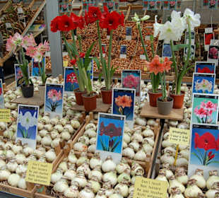 Na dann mal pflanzen!