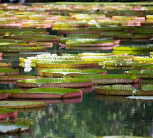 Sir Seewoosagur Ramgoolam Botanical Garden / Pampl