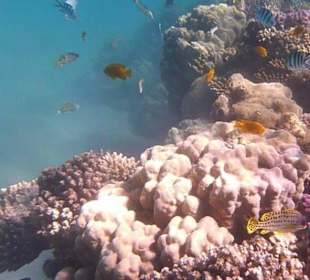 Schnorcheln am Hausriff