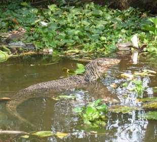 Ein Waran in den Klongs von Bangko