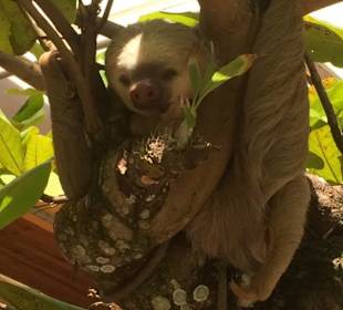 Faultier über uns in Cahuita