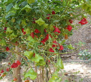 Botanischer Park Kreta 