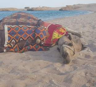 Oskar in Sharm El Naga 