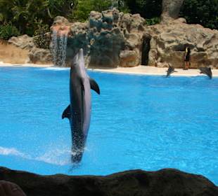 Delfine-Show