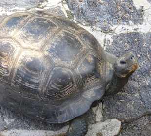 Riesenschildkröten in der Schildkrötenfarm
