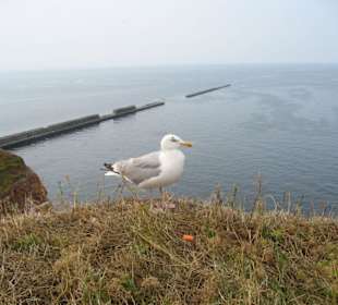 Wellenbrecher und Küstenschutz incl. Möwe