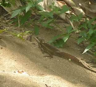 Leguan, Nationalpark Carara