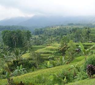 Reisterrassen auf Bali