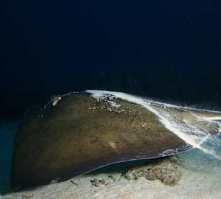 Saona Unterwasserwelt