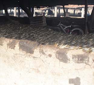 Fisch wird geräuchert in Tanji