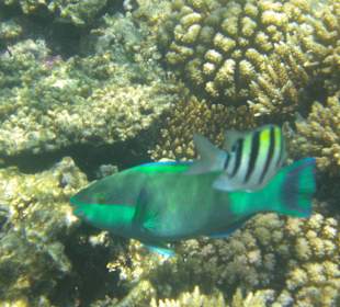 Unterwasserwelt Hausriff Arabia Beach