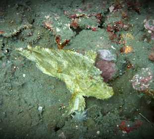 Schnorcheln Tejakula