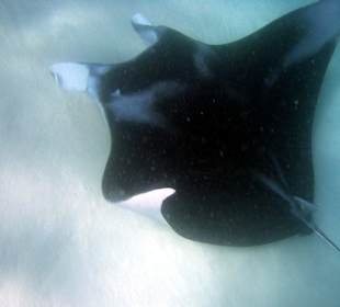 Manta