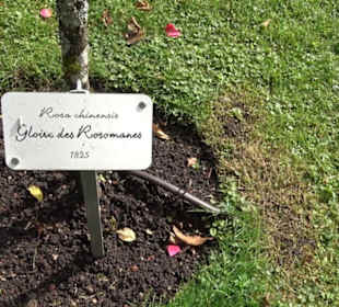 Rosengarten auf der Roseninsel