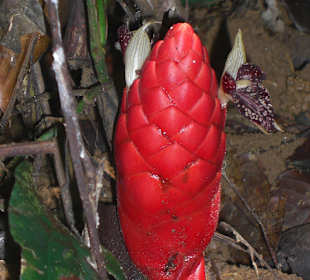 Farbenprächtige Blume am Boden des Regenwaldes