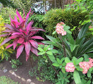 Mystic Mountain Botanischer Garten