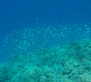 Rotes Meer/Red Sea - Hurghada