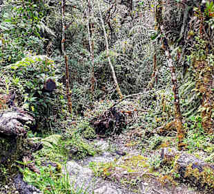 Podocarpus Nationalpark