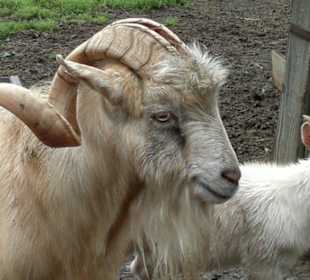 Zoo Olomouc