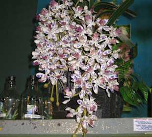 Orchideenbabys in Flaschen